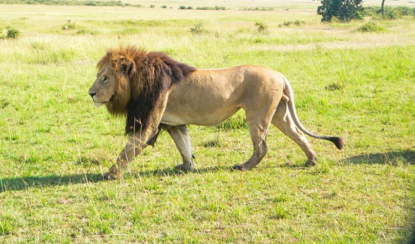 3dRose lsp_9880_2 Lion Masai Mara National Park Kenya Africa Double Toggle Switch 