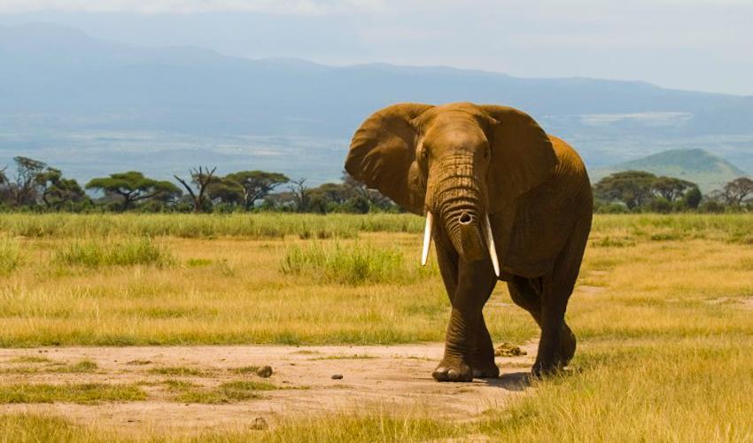 tourhub | Bamba Travel | Amboseli Safari 3D/2N | 57484
